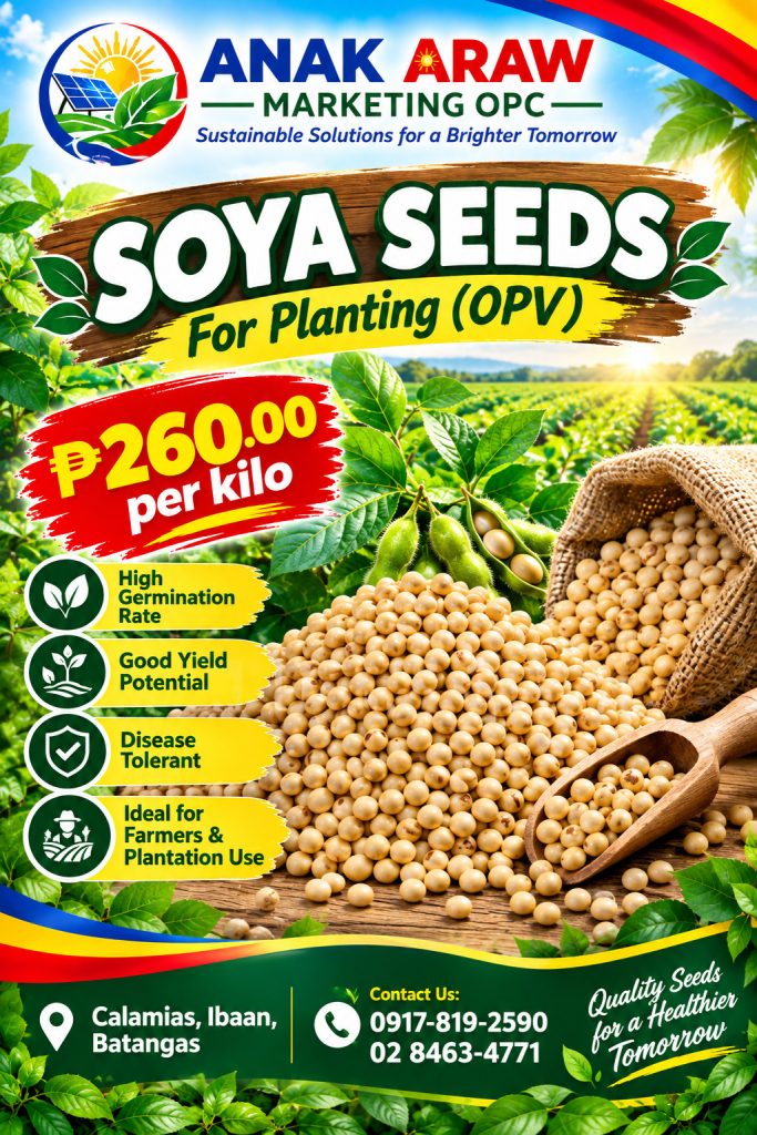 Soya seeds for planting